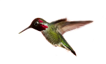 Hummingbird